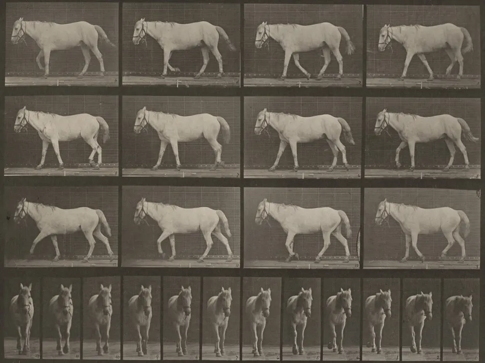 Plate Number 656. "Bob" walking, free, ossification of cartilage, right front foot by Eadweard Muybridge