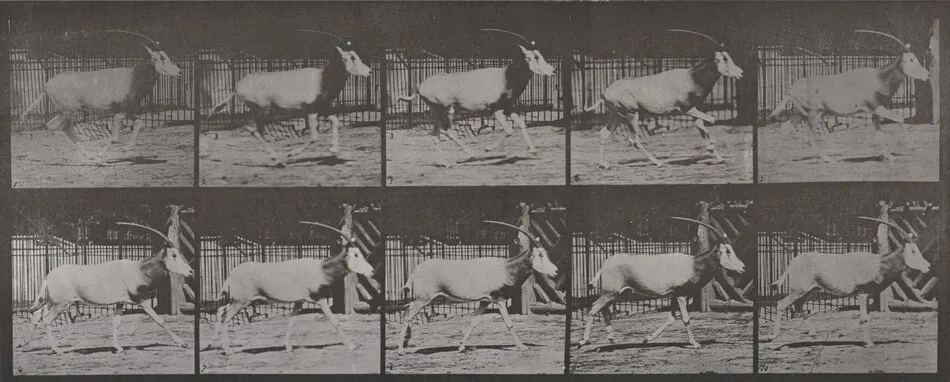 Plate Number 680. Oryx galloping by Eadweard Muybridge
