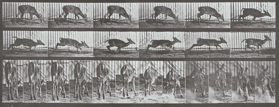 Plate Number 681. Virginia deer, buck, walking, startled to a gallop by Eadweard Muybridge