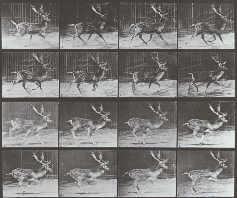 Plate Number 682. Fallow deer, buck. A: Trotting. B: Galloping by Eadweard Muybridge