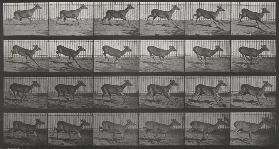 Plate Number 683. Virginia deer, buck, galloping by Eadweard Muybridge