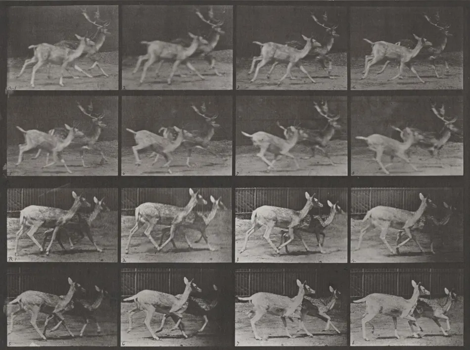 Plate Number 684. Fallow deer. A: Buck and doe trotting. B: Two does trotting by Eadweard Muybridge