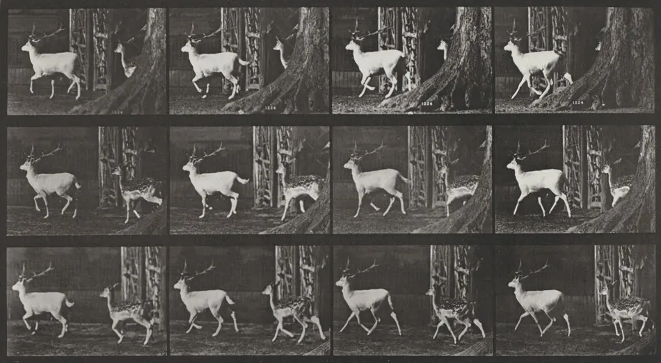 Plate Number 685. Fallow deer, buck and doe, trotting by Eadweard Muybridge