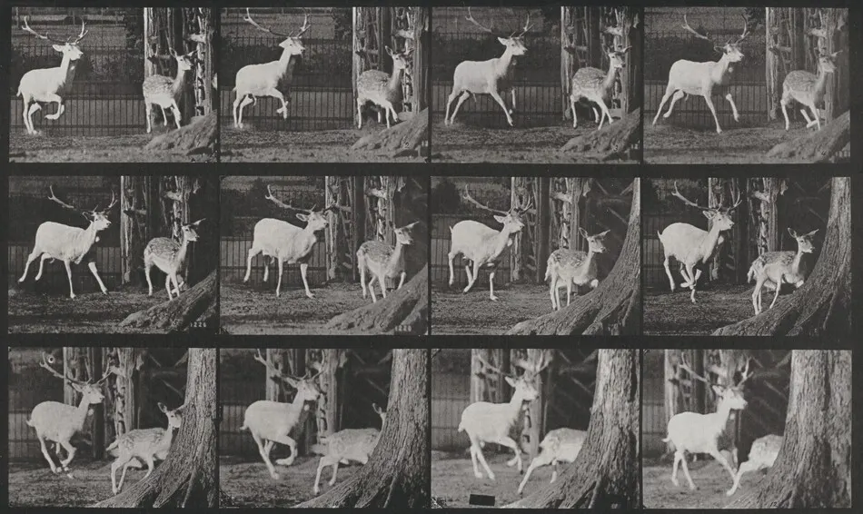 Plate Number 686. Fallow deer, buck and doe, galloping by Eadweard Muybridge