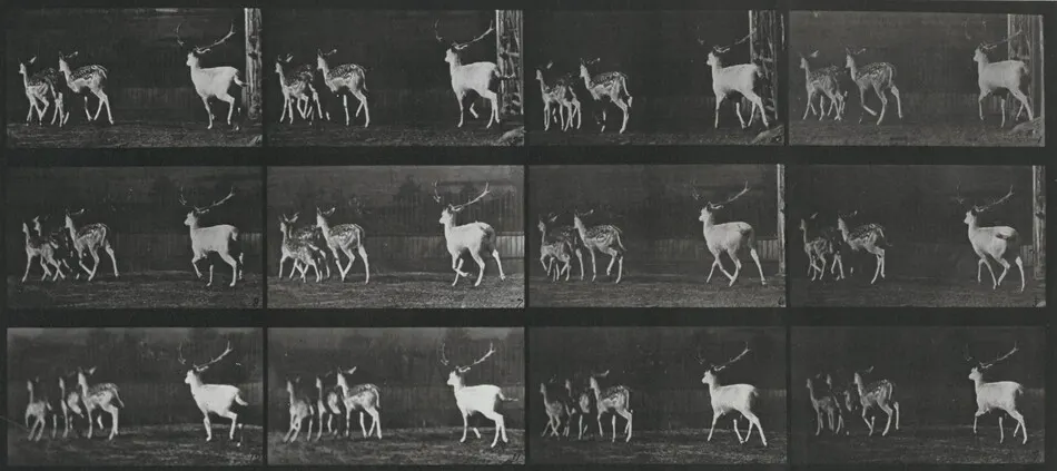 Plate Number 687. Fallow deer, buck and group of does, galloping by Eadweard Muybridge
