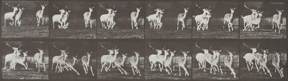 Plate Number 688. Fallow deer, buck and group of does, galloping by Eadweard Muybridge