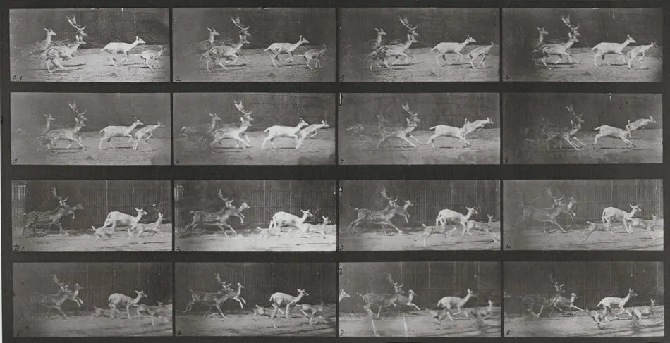 Plate Number 689. Fallow deer, buck and group of does, galloping by Eadweard Muybridge