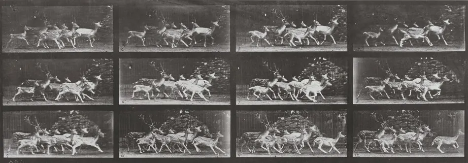 Plate Number 690. Fallow deer, buck and group of does, various movements by Eadweard Muybridge