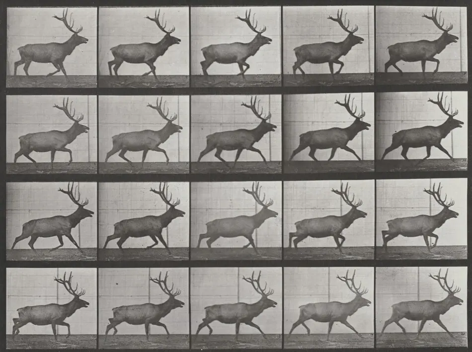 Plate Number 692. Elk trotting by Eadweard Muybridge