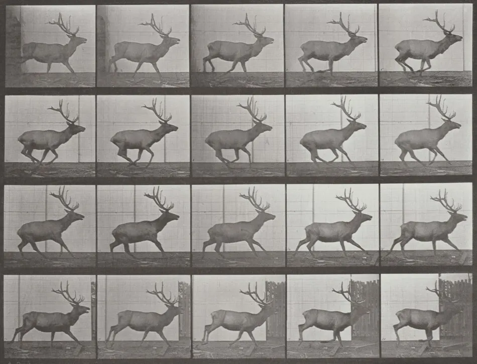 Plate Number 693. Elk galloping by Eadweard Muybridge