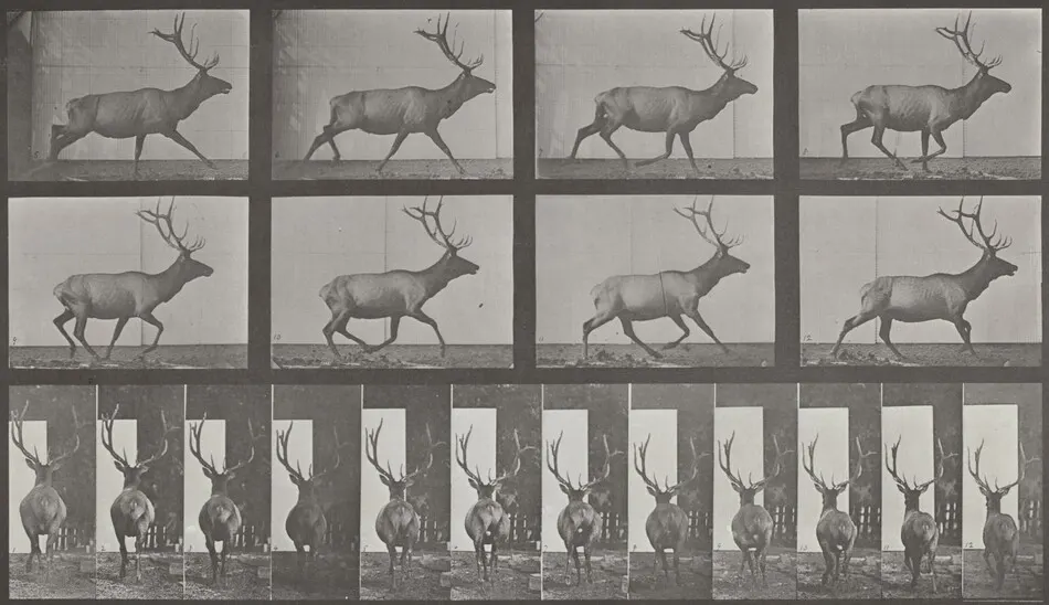 Plate Number 694. Elk galloping, irregular by Eadweard Muybridge