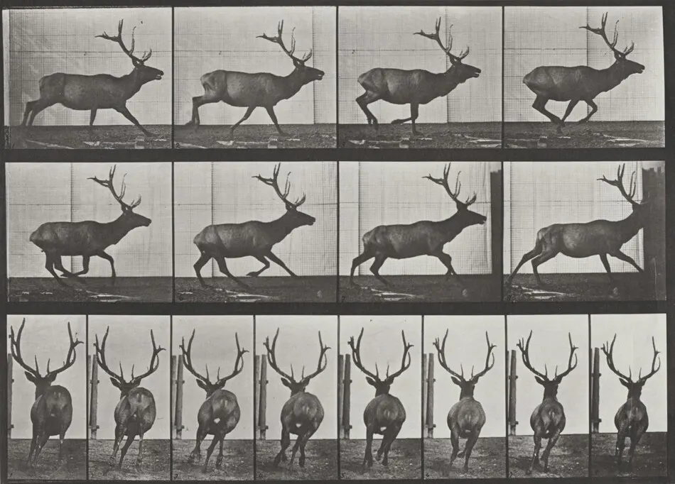 Plate Number 695. Elk galloping by Eadweard Muybridge