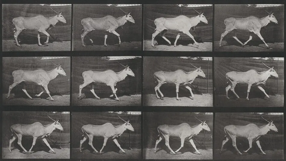 Plate Number 696. Eland trotting by Eadweard Muybridge