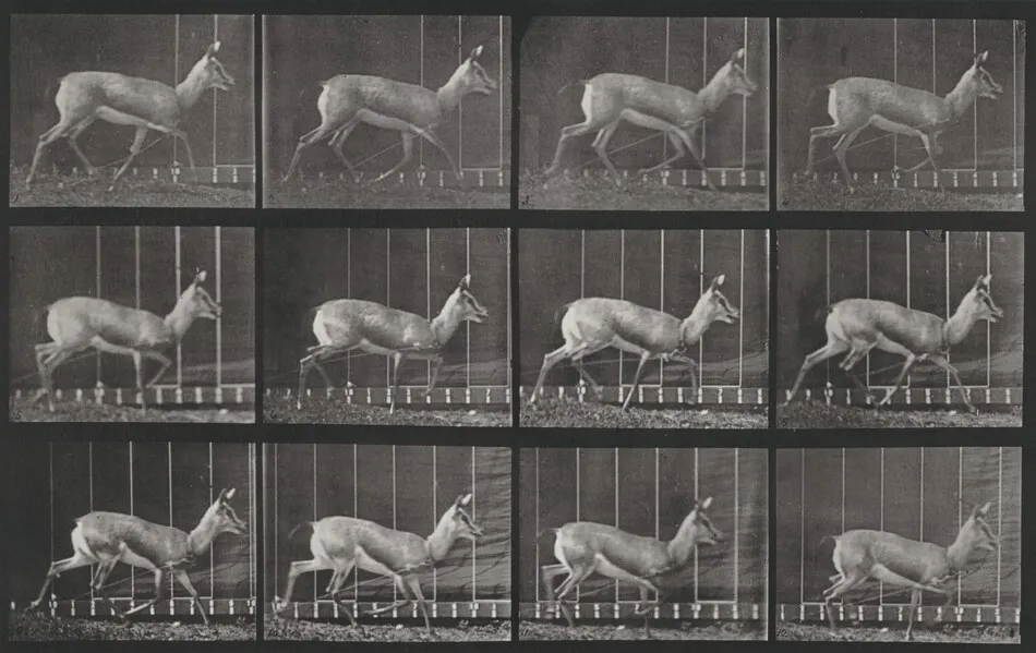 Plate Number 697. Antelope trotting by Eadweard Muybridge