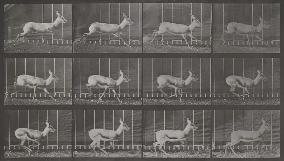 Plate Number 698. Antelope galloping by Eadweard Muybridge