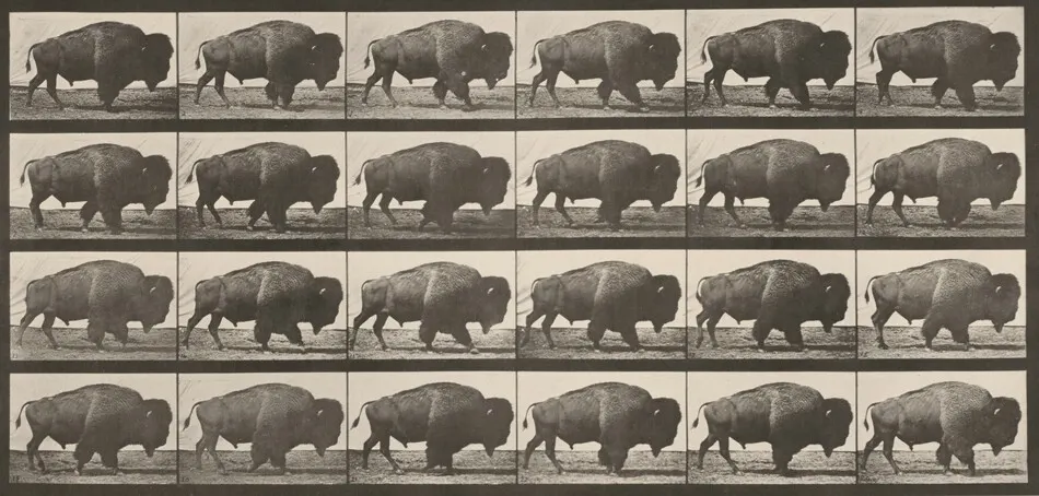 Plate Number 699. Buffalo walking by Eadweard Muybridge