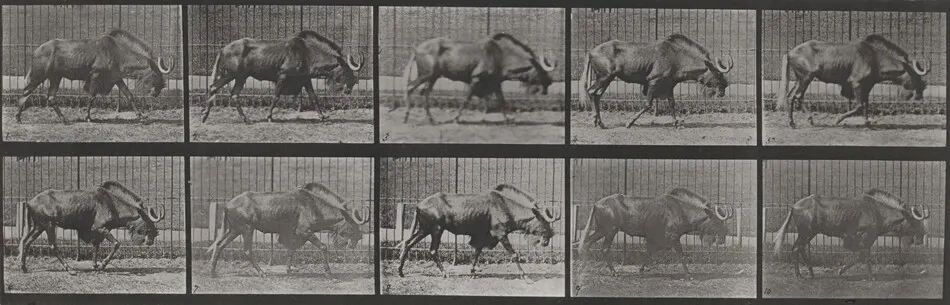 Plate Number 701. Gnu walking by Eadweard Muybridge