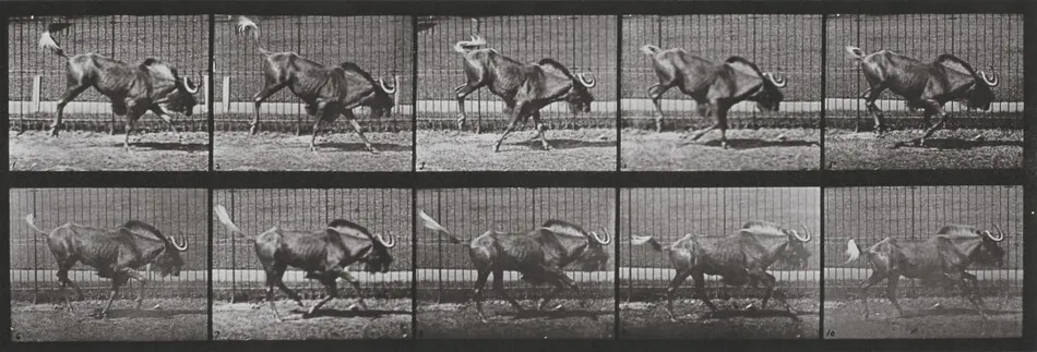 Plate Number 702. Gnu bucking and galloping by Eadweard Muybridge
