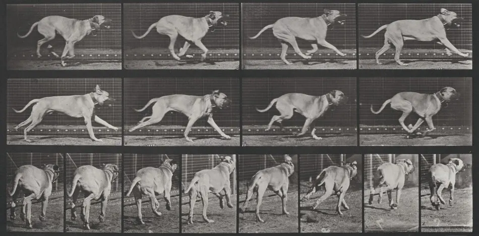Plate Number 707. "Dread" galloping by Eadweard Muybridge