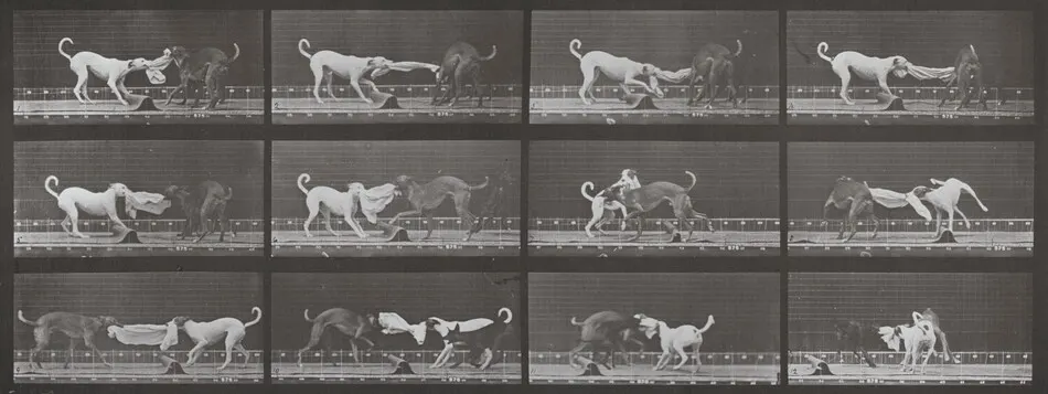 Plate Number 715. "Ike," "Maggie," etc. tugging at a towel by Eadweard Muybridge