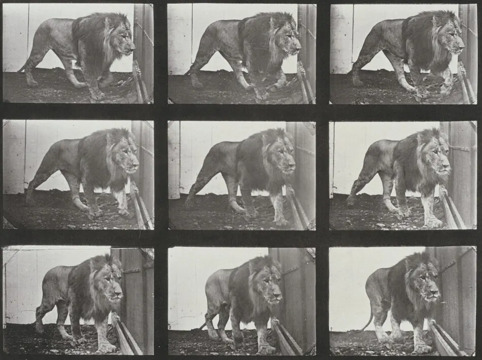 Plate Number 721. Lion walking by Eadweard Muybridge