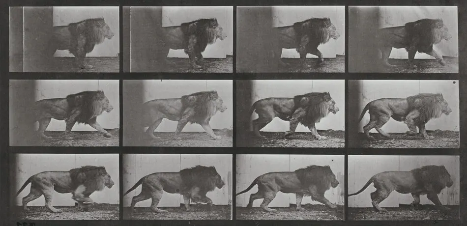 Plate Number 722. Lion walking by Eadweard Muybridge