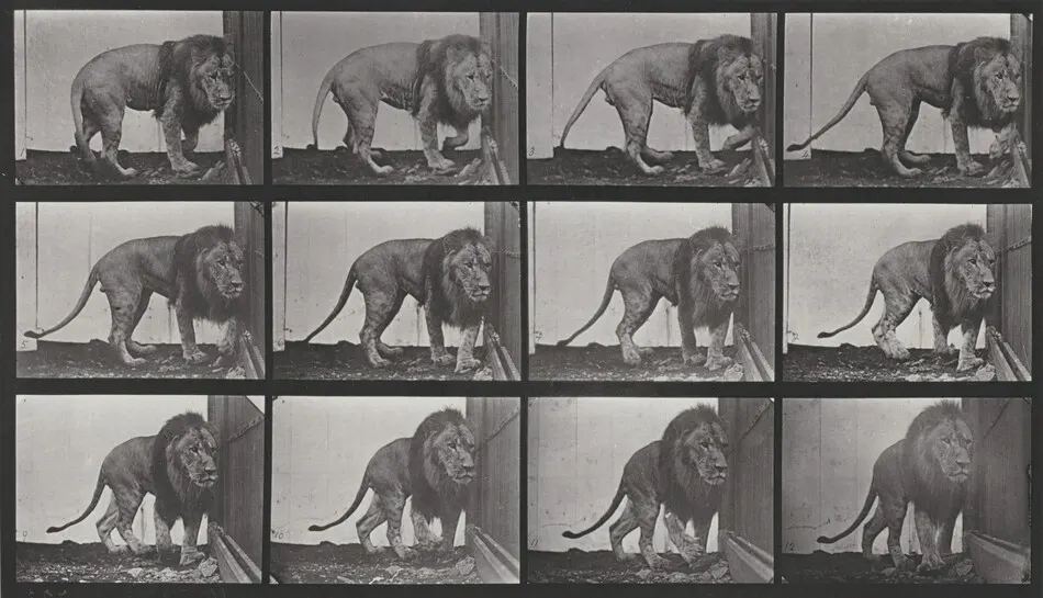 Plate Number 723. Lion walking and turning around by Eadweard Muybridge