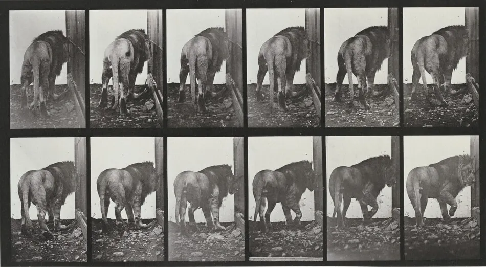 Plate Number 724. Lion walking and turning around by Eadweard Muybridge