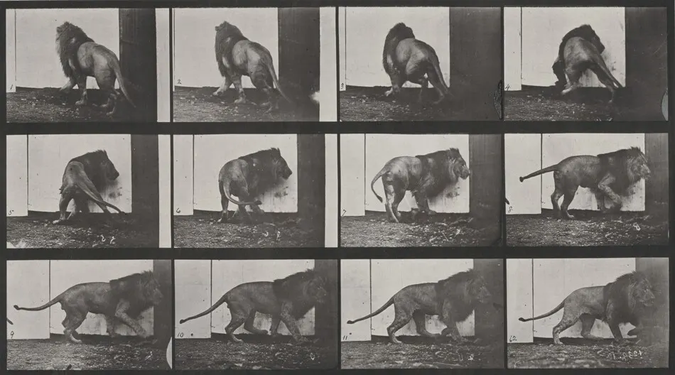 Plate Number 725. Lion walking and turning around by Eadweard Muybridge