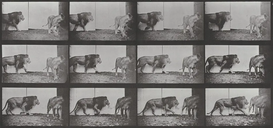 Plate Number 726. Lion and lioness walking by Eadweard Muybridge