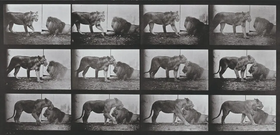 Plate Number 727. Lioness walking and lion lying down by Eadweard Muybridge