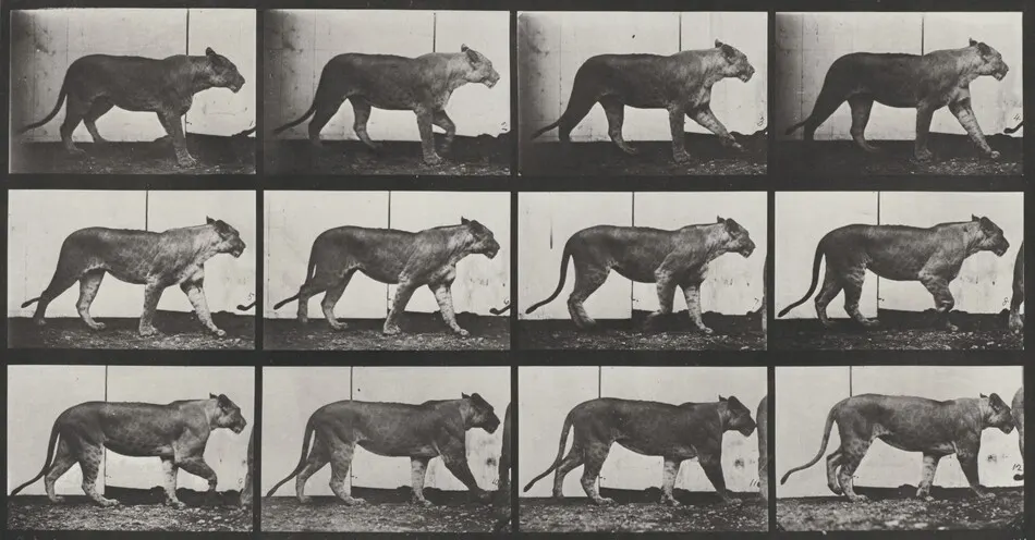 Plate Number 728. Lioness walking by Eadweard Muybridge