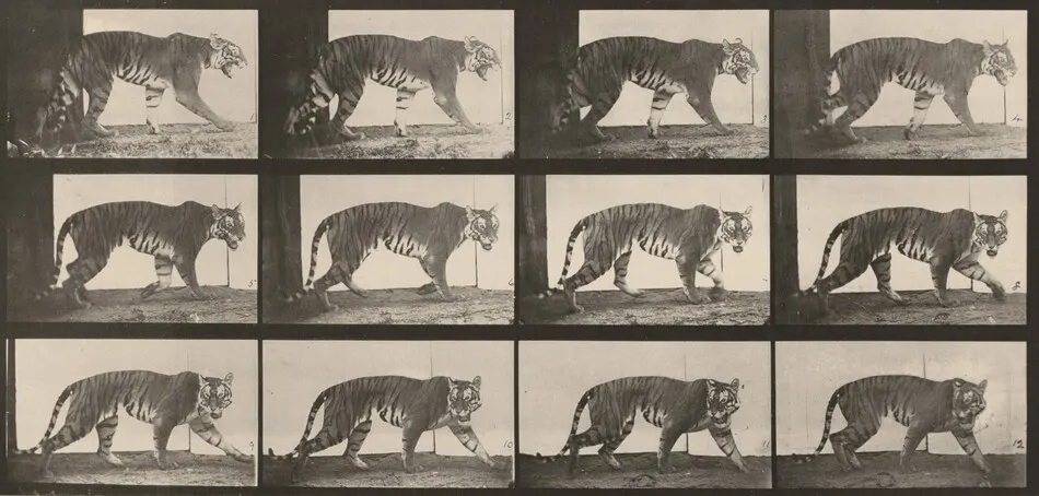 Plate Number 729. Tigress walking by Eadweard Muybridge
