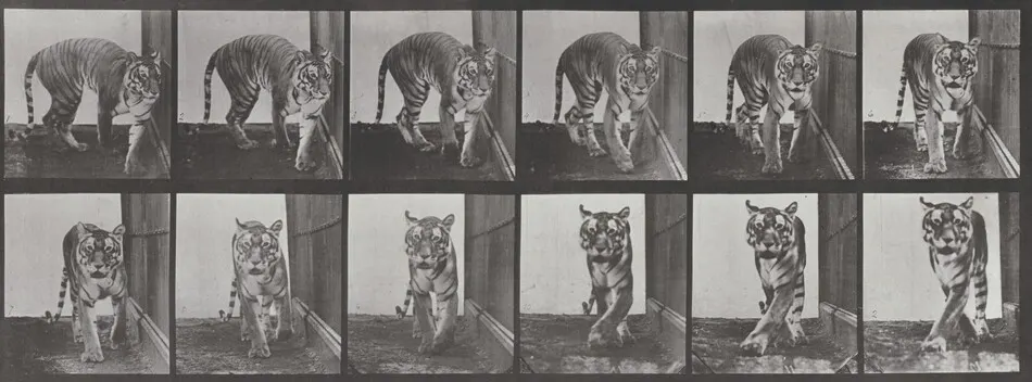 Plate Number 730. Tigress walking and turning around by Eadweard Muybridge