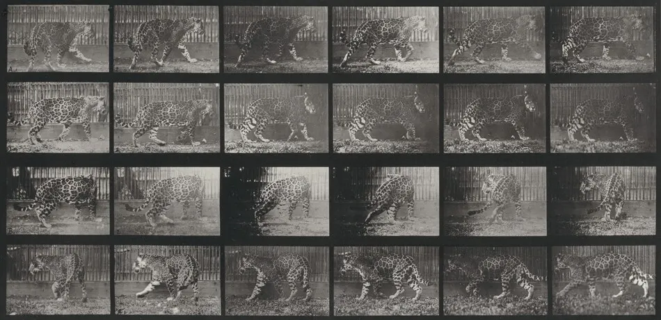 Plate Number 731. Jaguar. A: Walking. B: Turning around by Eadweard Muybridge