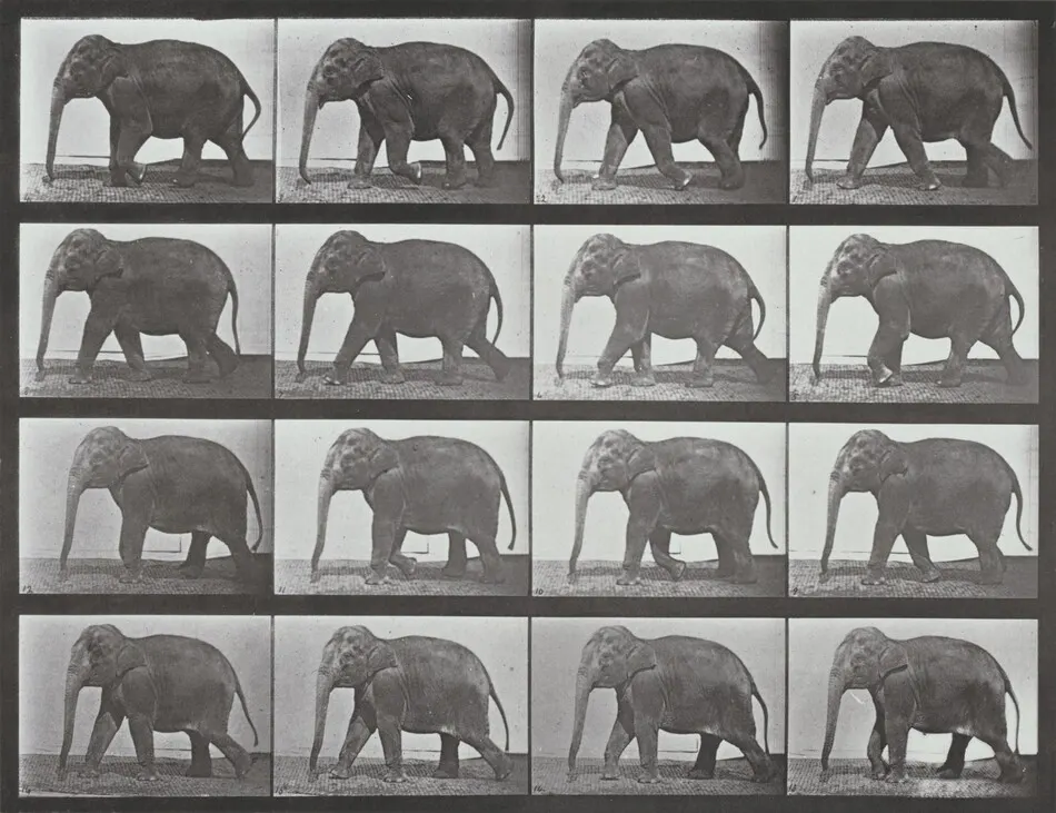 Plate Number 732. Elephant walking by Eadweard Muybridge