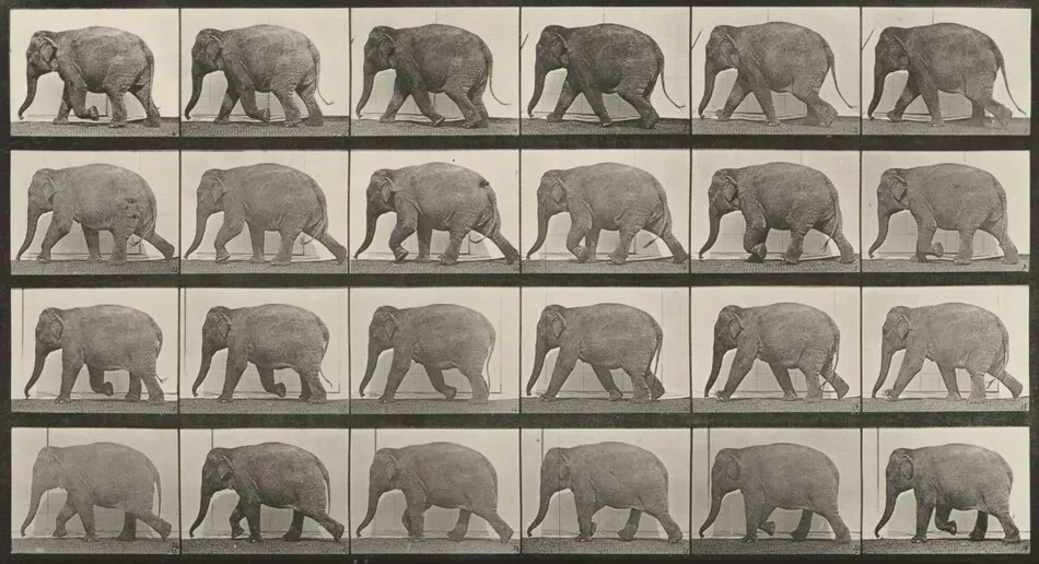 Plate Number 733. Elephant walking by Eadweard Muybridge
