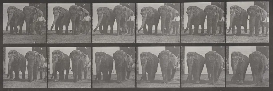 Plate Number 734. Two elephants walking by Eadweard Muybridge