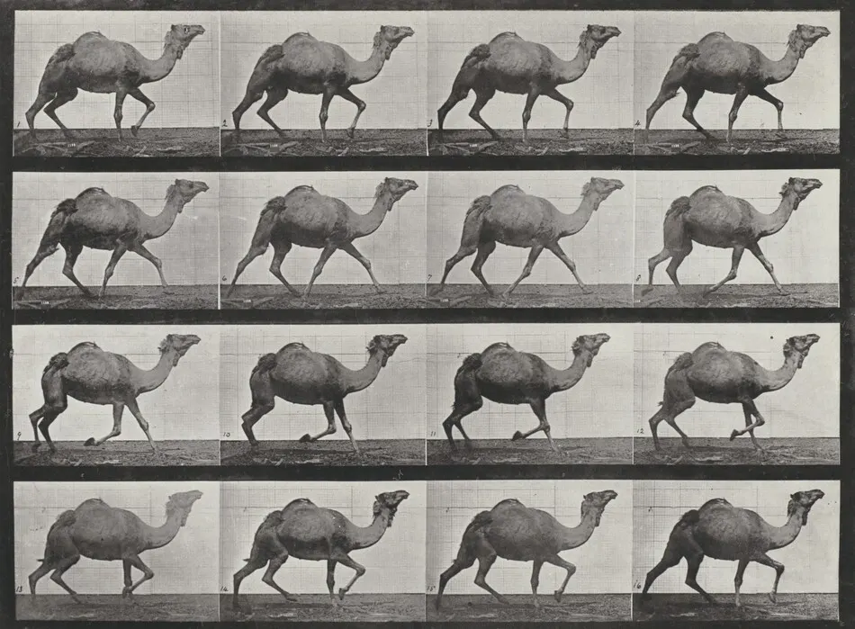 Plate Number 736. Egyptian camel racking by Eadweard Muybridge