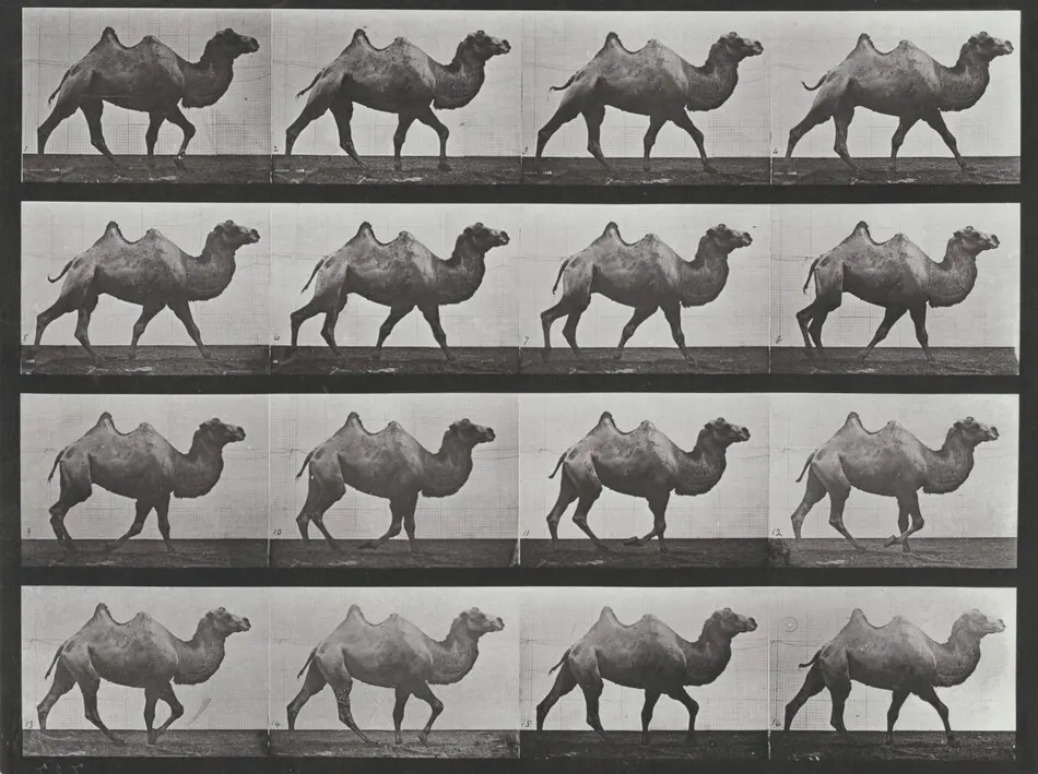 Plate Number 737. Bactrian camel walking by Eadweard Muybridge