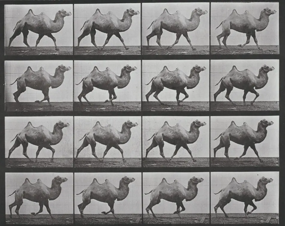 Plate Number 738. Bactrian camel walking by Eadweard Muybridge