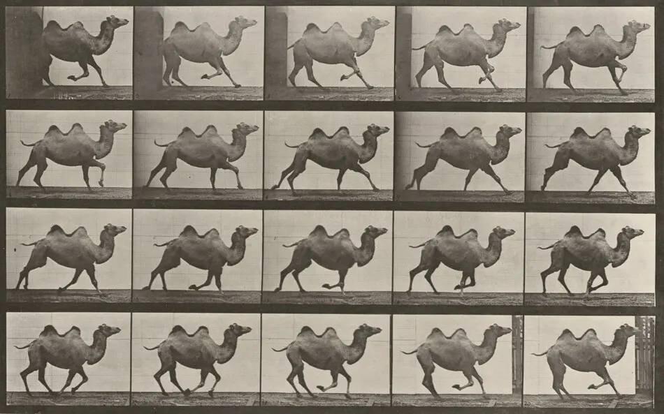 Plate Number 739. Bactrian camel galloping by Eadweard Muybridge