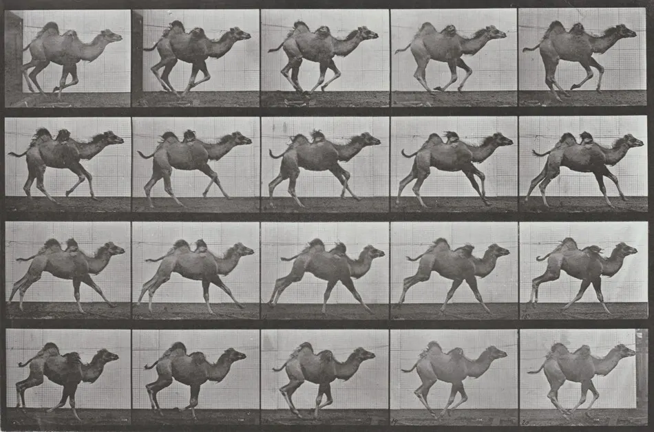 Plate Number 740. Bactrian camel galloping by Eadweard Muybridge