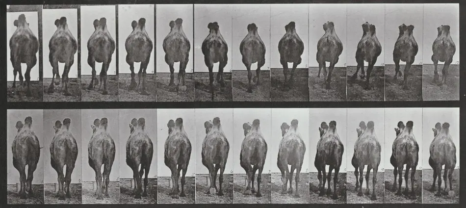 Plate Number 741. Bactrian camel. A: Walking. B: Racking by Eadweard Muybridge