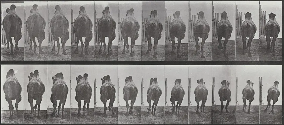 Plate Number 742. Bactrian camel. A: Racking. B: Galloping by Eadweard Muybridge