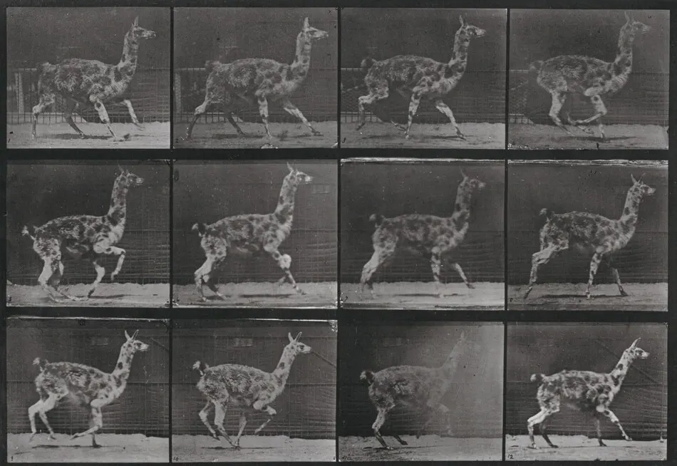 Plate Number 743. Guanaco galloping by Eadweard Muybridge