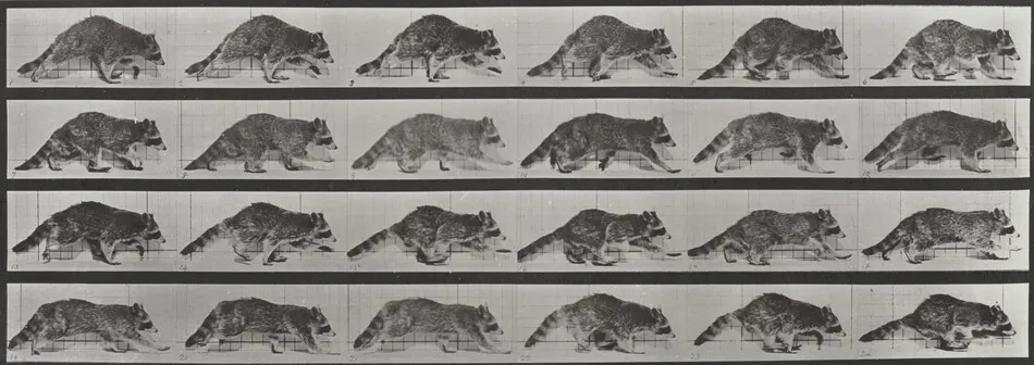 Plate Number 744. Raccoon walking, changing to a gallop by Eadweard Muybridge