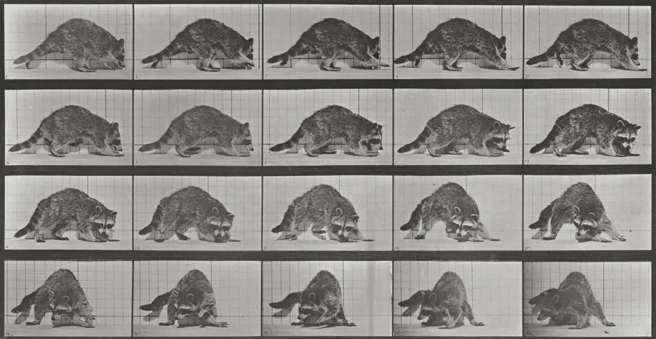 Plate Number 745. Raccoon walking and turning around by Eadweard Muybridge