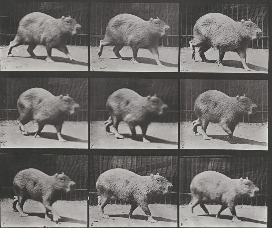 Plate Number 746. Capybara walking by Eadweard Muybridge