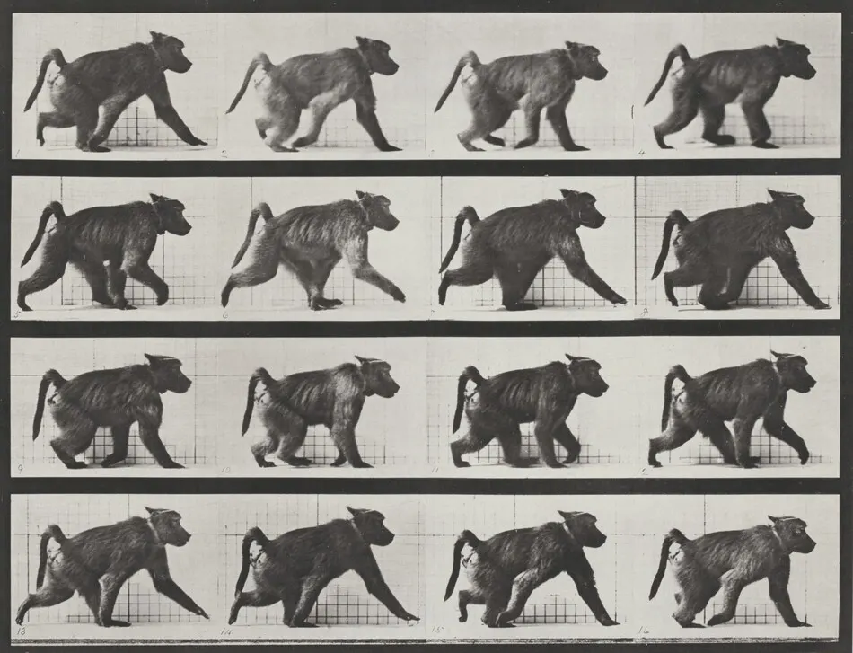 Plate Number 747. Baboon walking on all fours by Eadweard Muybridge